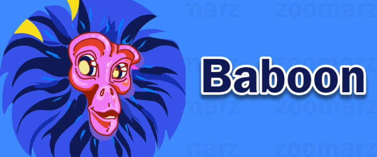 کارت های بابون Baboon امروز ۲۹ دی