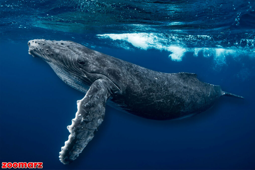 نهنگ غول پیکر با تجارت آلت کوین سر و صدا ایجاد کرد
