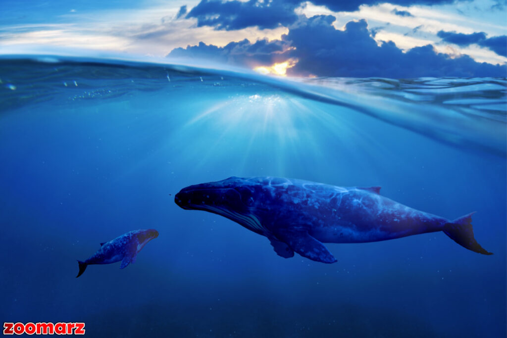 سه نهنگ ارز دیجیتال با جمع‌آوری میلیون‌ها دلار از دو آلت‌کوین مختلف در Binance 🐋