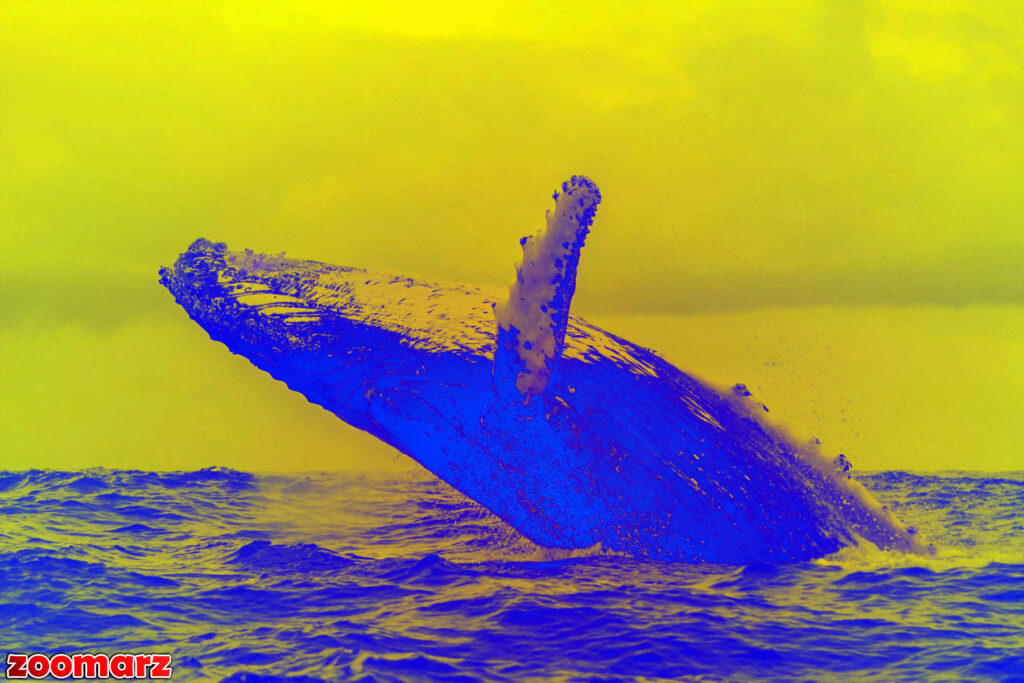 نهنگ‌های بزرگ ارز دیجیتال در ساعات آخرین معاملات آلت‌کوین فعال شدند!🐋