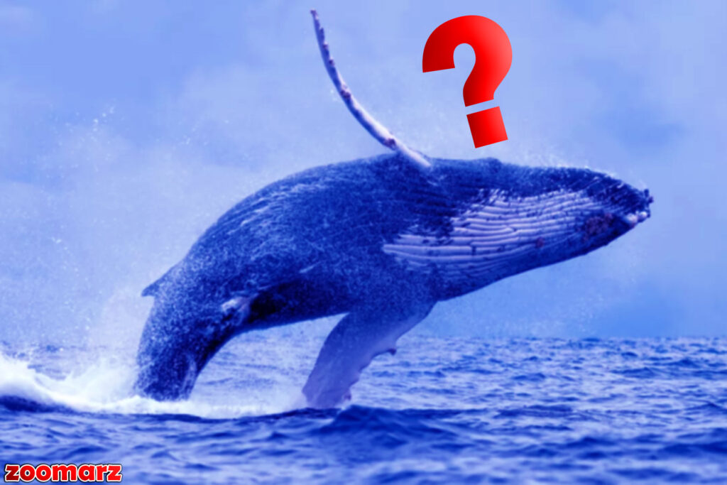 نهنگ که قبلاً 1.67 میلیون دلار سود کسب کرده بود، خریدهای جدید آلتکوین انجام می دهد