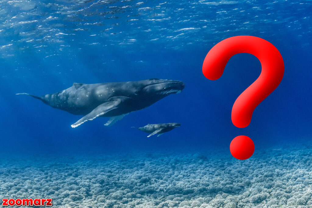 بر اساس داده ها: نهنگ های سازمانی در حال جمع آوری کدام آلت کوین هستند؟!؟