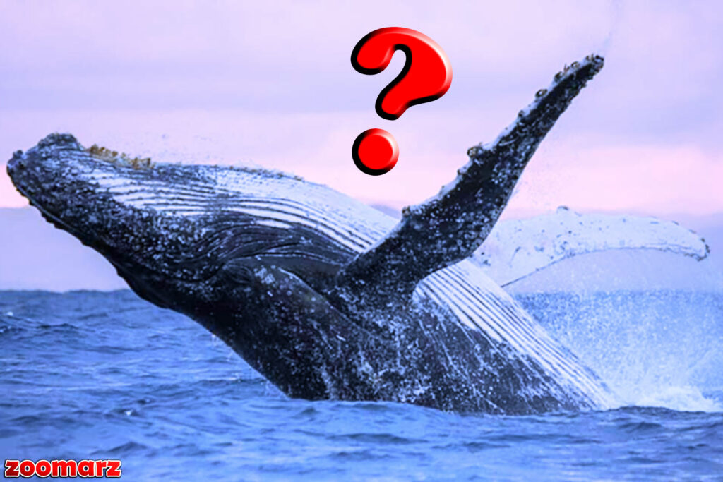 خرید دوباره ی ده ها میلیون دلار آلت کوین از بایننس توسط نهنگ اسرارآمیز